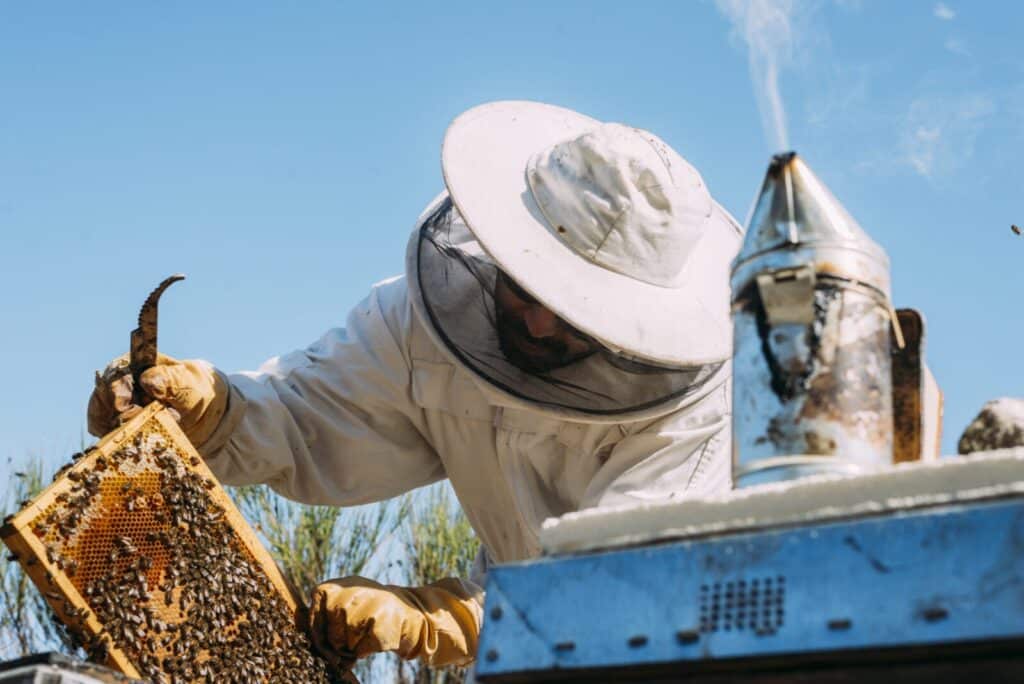 Zertfizierungen BEEBEAR Bio Manuka Honigpulver UMF MGO MPI Kaitiaki Kai