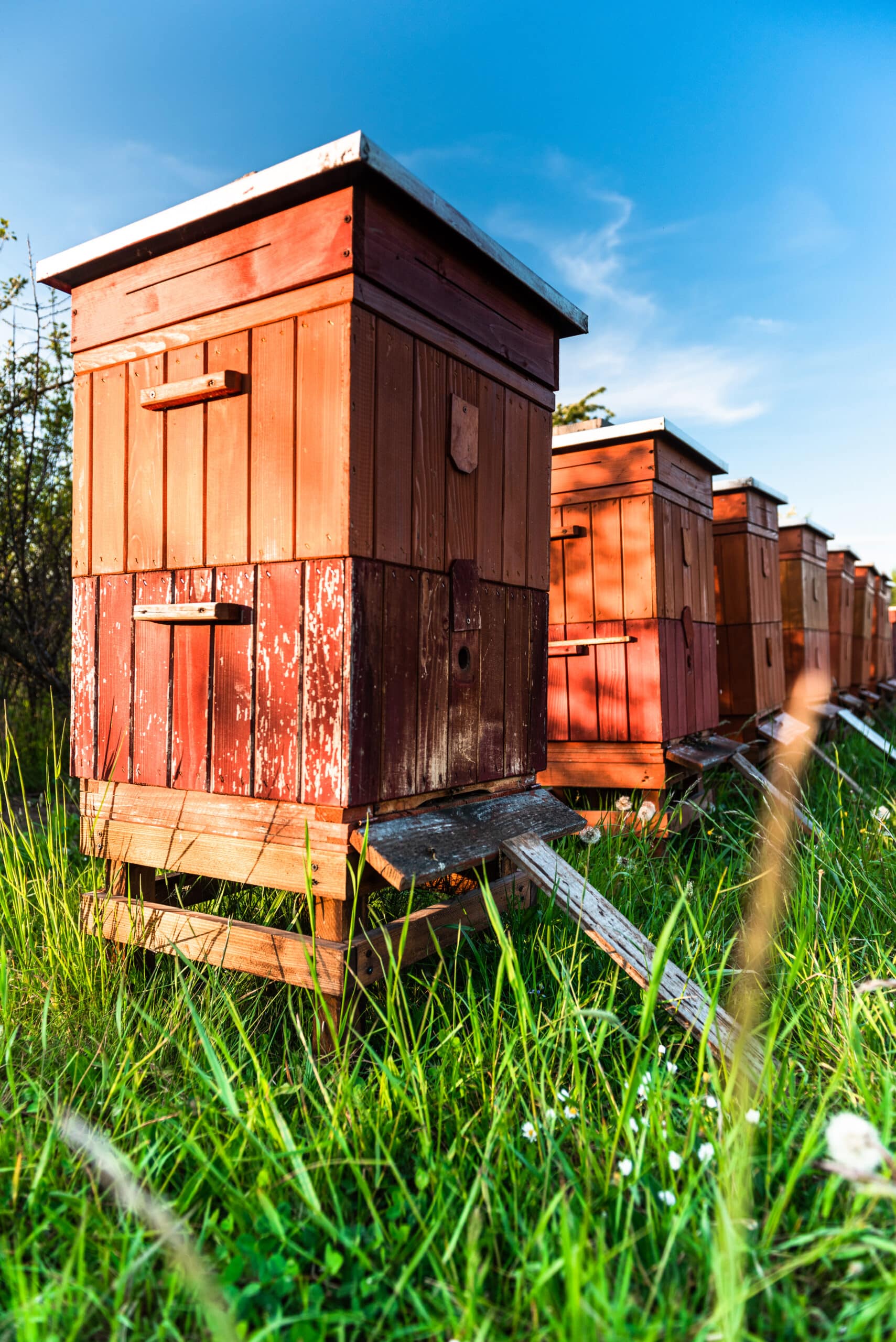 Bienenstock Neuseeland BEEBEAR Manuka Honigpulver