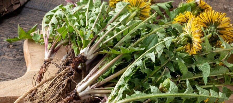 Getränk Löwenzahn Leberkur